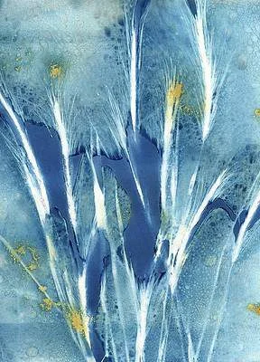 Jane Linders Wet Cyanotype Art Wheat Botanical